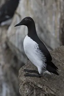 Vertical Bird Images Prints: Common Murre