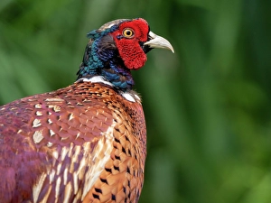 Nature Bird Photography Prints: Common Pheasant, Phasianus colchicus