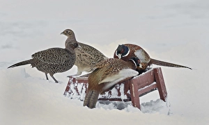 Common Pheasant Images Prints: Common Pheasant, Phasianus colchicus