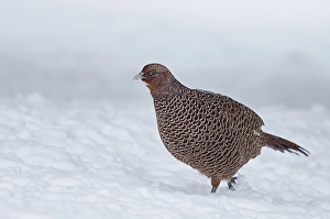 Common Pheasant Habitat Prints: Common Pheasant, Phasianus colchicus