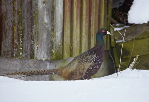 European Pheasant Prints: Common Pheasant, Phasianus colchicus