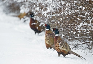 Phasianus Colchicus Images Prints: Common Pheasant, Phasianus colchicus