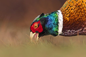 Phasianus Colchicus Images Prints: Common Pheasant, Phasianus colchicus