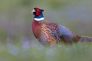 Phasianus Colchicus Images Prints: Common Pheasant, Phasianus colchicus