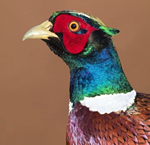 Colorful Bird Species Europe Prints: Common Pheasant, Phasianus colchicus