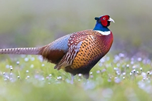 Wild Animal In Nature Prints: Common Pheasant, Phasianus colchicus