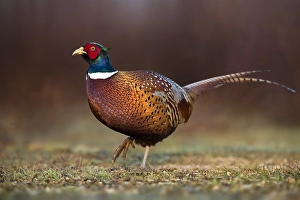 Common Pheasant Images Prints: Common Pheasant, Phasianus colchicus
