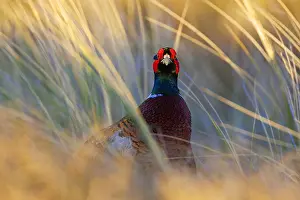 Phasianus Colchicus Species Prints: Common Pheasant, Phasianus colchicus