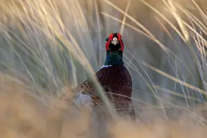 Phasianus Colchicus Species Prints: Common Pheasant, Phasianus colchicus