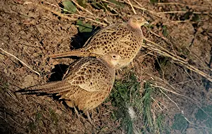 Outdoor Nature Scenes Prints: Common Pheasant, Phasianus colchicus
