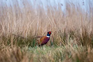 Male Pheasant Prints: Common, Pheasant; Phasianus colchicus
