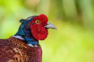 Male Pheasant Plumage Prints: Common, Pheasant; Phasianus colchicus