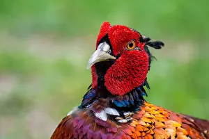 Male Pheasant Prints: Common, Pheasant; Phasianus colchicus