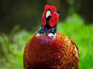 Male Pheasant Prints: Common, Pheasant; Phasianus colchicus
