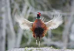 European Pheasant Prints: Common Pheasant, Phasianus colchicus