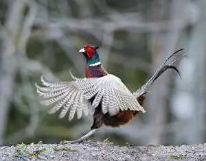 Common Pheasant Images Prints: Common Pheasant, Phasianus colchicus