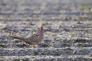 Common Pheasant Prints: Common Pheasant, Phasianus colchicus