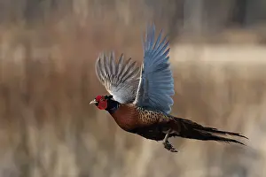 European Pheasant Prints: Common Pheasant, Phasianus colchicus