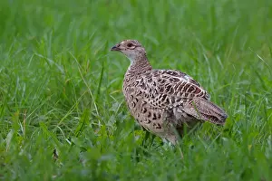 Common Pheasant Species Prints: Common pheasant Phasianus colchicus