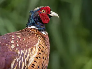 European Pheasant Prints: Common Pheasant, Phasianus colchicus