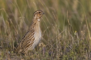 Wild Animal In Europe Prints: Common Quail, Coturnix coturnix