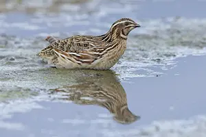 Coturnix Coturnix Prints: Common Quail, Coturnix coturnix