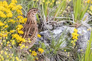Coturnix Coturnix Prints: Common Quail, Coturnix coturnix