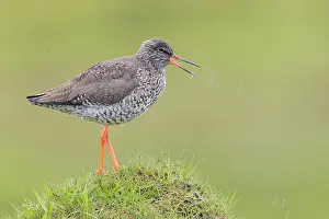Tringa Totanus Prints: Common Redshank
