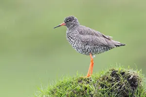 Charadriiformes Birds Europe Prints: Common Redshank