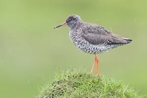 Common Redshank Species Prints: Common Redshank