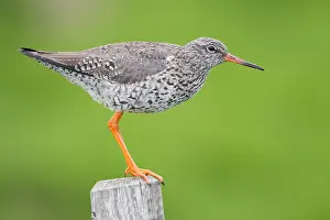 Common Redshank Bird Prints: Common Redshank