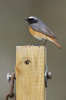 Common Redstart Bird Prints: Common Redstart