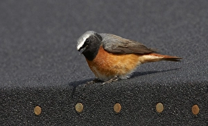 Common Redstart Images Prints: Common Redstart, Phoenicurus phoenicurus