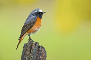 Phoenicurus Phoenicurus Male Prints: Common Redstart, Phoenicurus phoenicurus