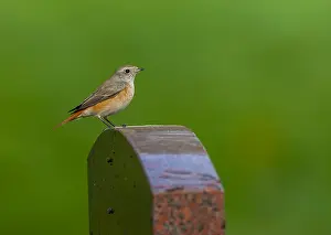 Common Redstart Bird Prints: Common Redstart, Phoenicurus phoenicurus