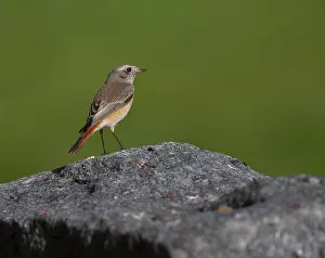 Common Redstart Bird Prints: Common Redstart, Phoenicurus phoenicurus