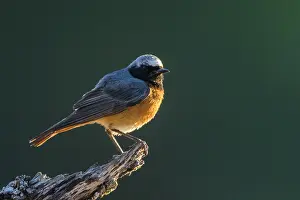Common Redstart Male Prints: Common Redstart, Phoenicurus phoenicurus