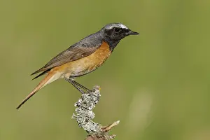 Common Redstart Bird Prints: Common Redstart, Phoenicurus phoenicurus