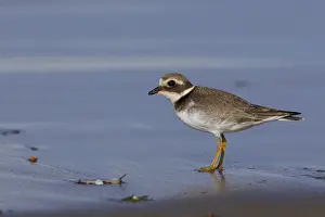 Nature Wildlife Images Prints: Common Ringed Plover