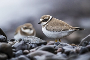 Common Ringed Plover Images Prints: Common Ringed Plover; Charadrius hiaticula