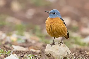 Close Up Bird Images Prints: Common Rock Thrush