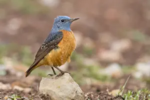 Passeriformes Birds Prints: Common Rock Thrush