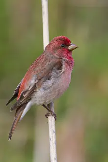 Passeriformes Birds Prints: Common Rosefinch