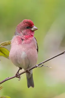 Nature Photography Finland Prints: Common Rosefinch