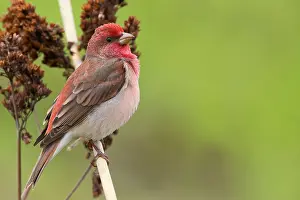 Finland Wildlife Photos Prints: Common Rosefinch