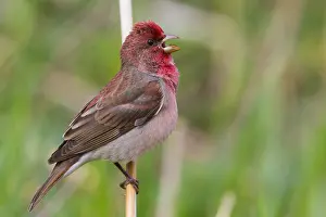 Passeriformes Species Prints: Common Rosefinch