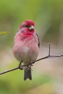 Passeriformes Species Prints: Common Rosefinch