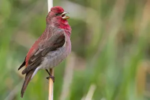 Finland Wildlife Photos Prints: Common Rosefinch