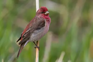 Finland Wildlife Photos Prints: Common Rosefinch