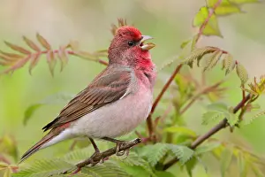 Finland Wildlife Photos Prints: Common Rosefinch